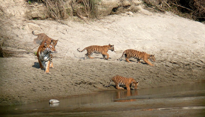 Bardia National Park